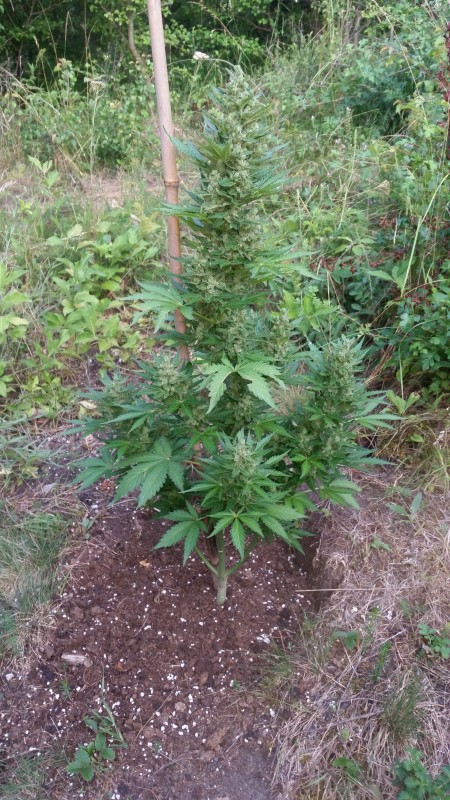 Alaskan Purple Auto.jpg