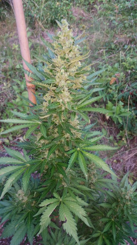 Alaskan Purple Auto2.jpg
