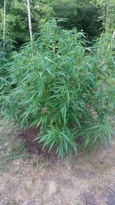 Critical Purple Kush.jpg