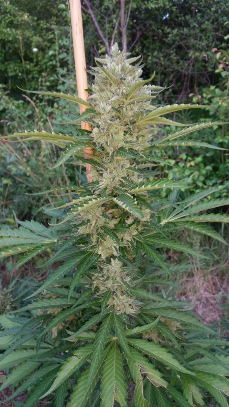 Green Crack Auto2.jpg