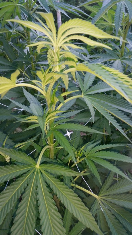 Peyote Zkittlez3.jpg