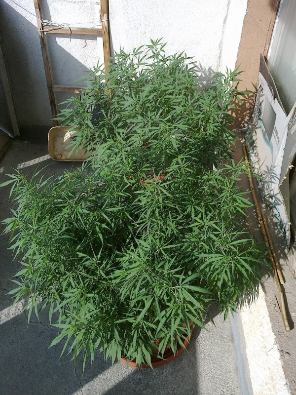 23072021496 - Copy.jpg