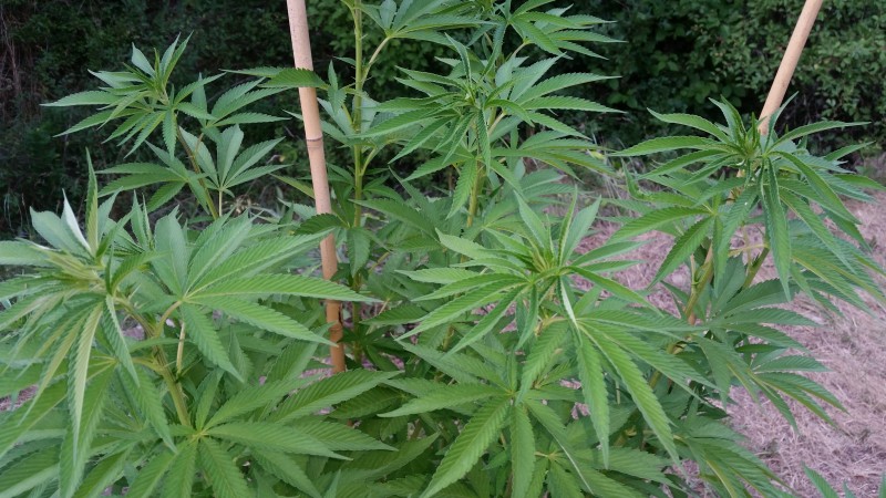 Blue Ice Og3.jpg