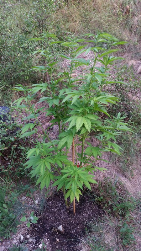 Bubba Kush2.jpg