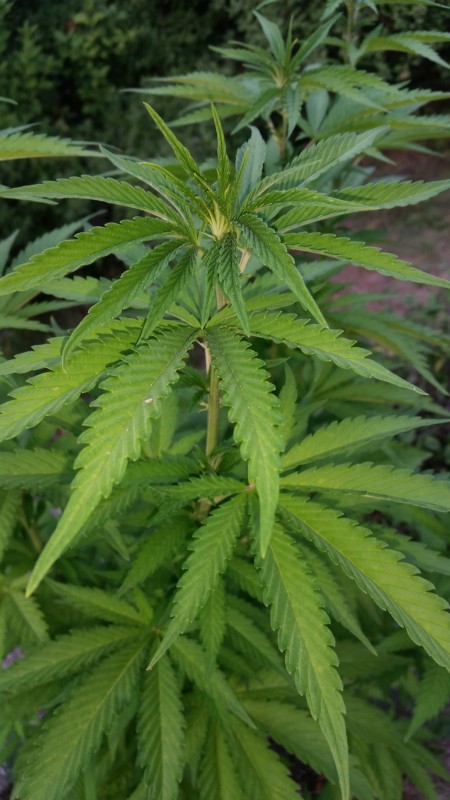 Bubba Kush3.jpg