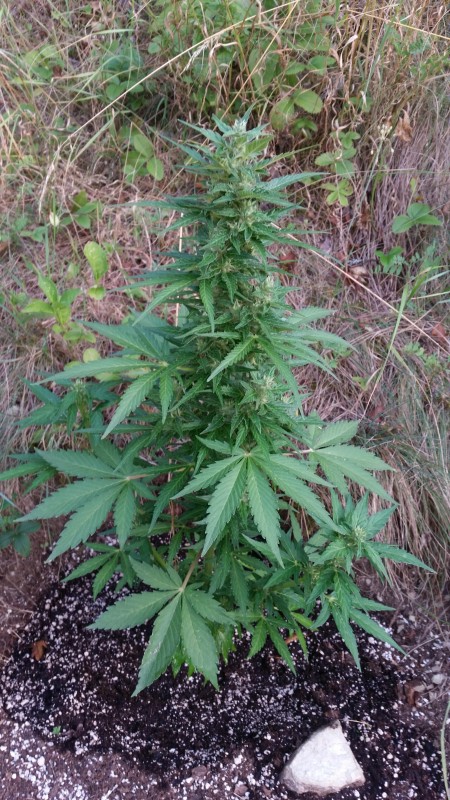 Green Crack Auto.jpg