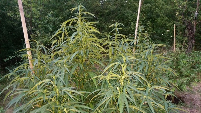 Critical Purple Kush2.jpg