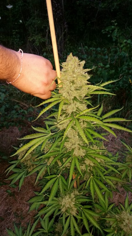 Green Crack Auto2.jpg