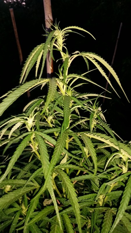 Critical Purple Kush.jpg