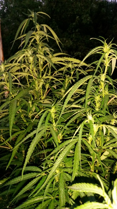 Critical Purple Kush2.jpg