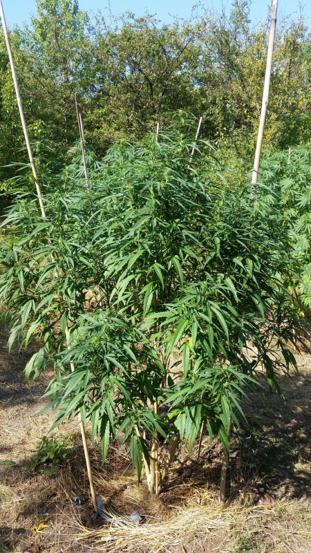 Critical Purple Kush.jpg