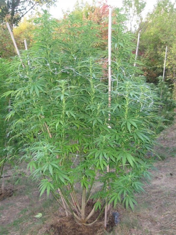 Peyote Zkittlez1.jpg