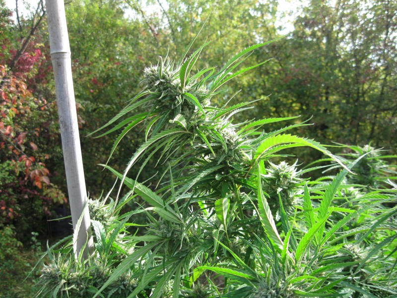 Critical Purple Kush3.jpg