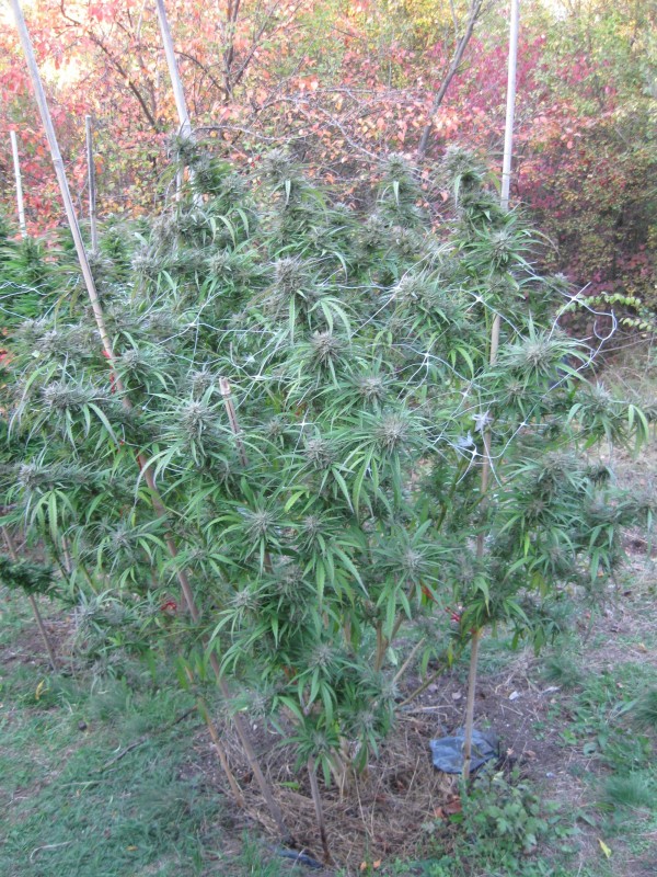 Critical Purple Kush.jpg