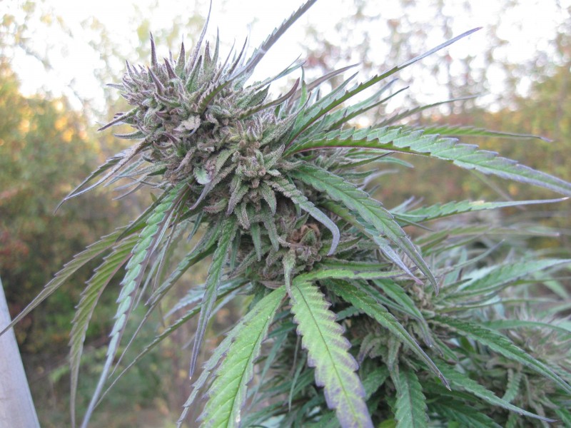 Critical Purple Kush2.jpg