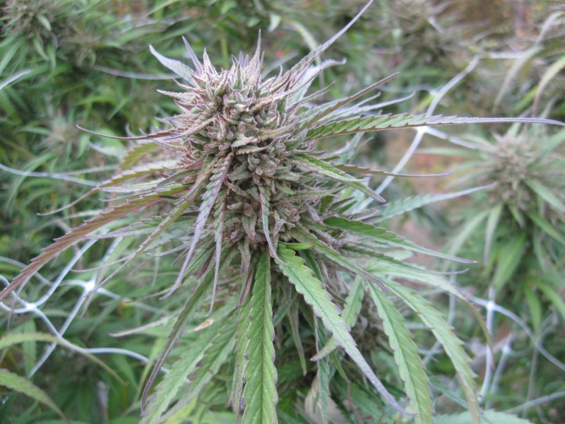 Critical Purple Kush3.jpg