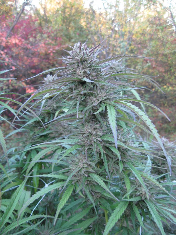 Critical Purple Kush4.jpg