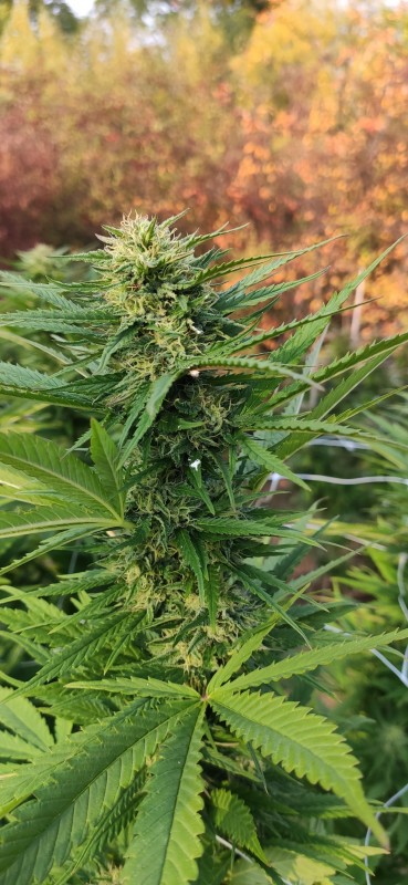 Peyote Zkittlez2.jpg