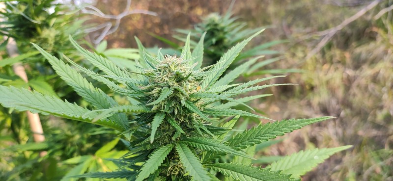 Peyote Zkittlez4.jpg