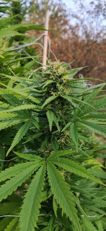Peyote Zkittlez5.jpg