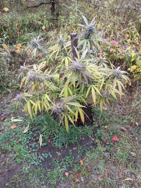 Critical Purple Kush.jpg