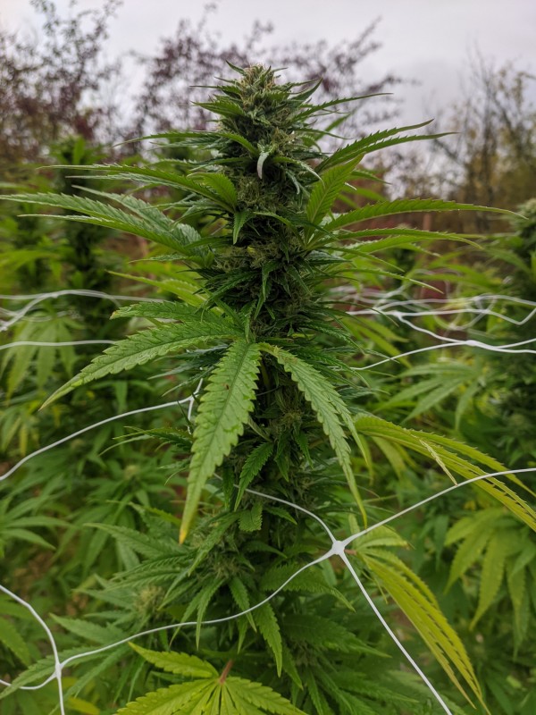 Peyote Zkittlez2.jpg