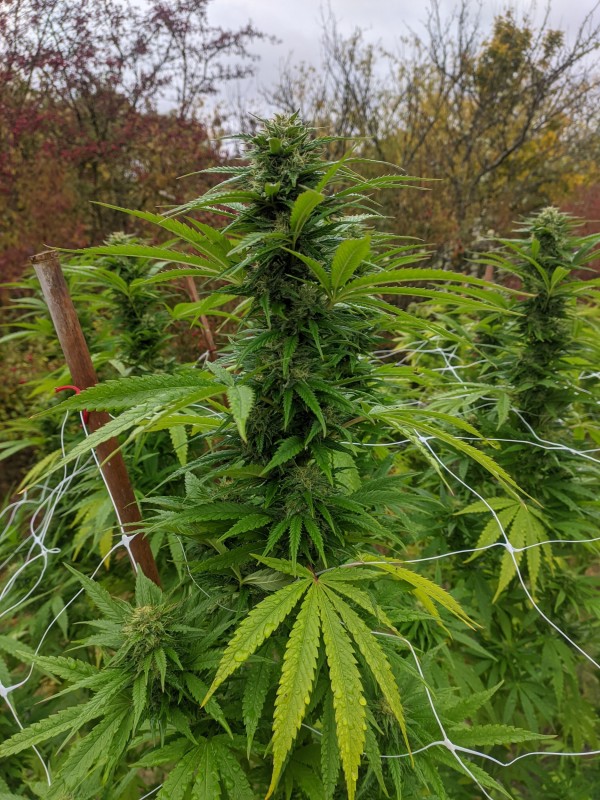 Peyote Zkittlez3.jpg