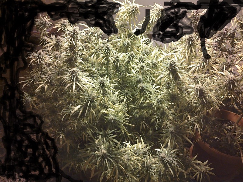 Killer A5 Haze