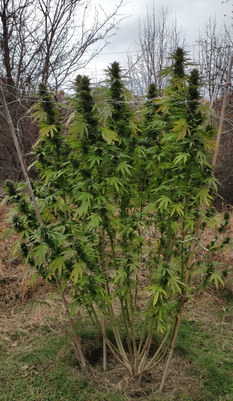 Peyote Zkittlez2.jpg