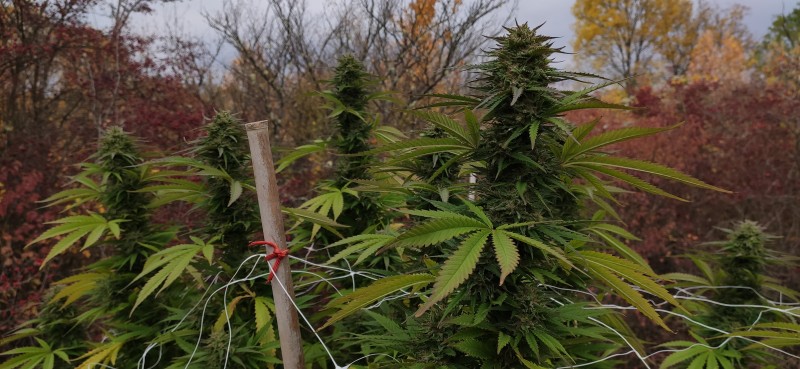 Peyote Zkittlez5.jpg