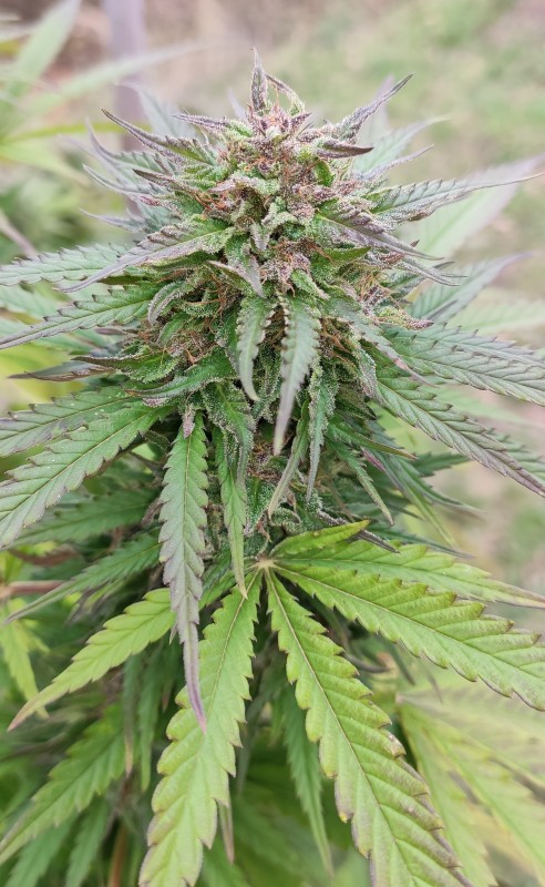 Peyote Zkittlez6.jpg