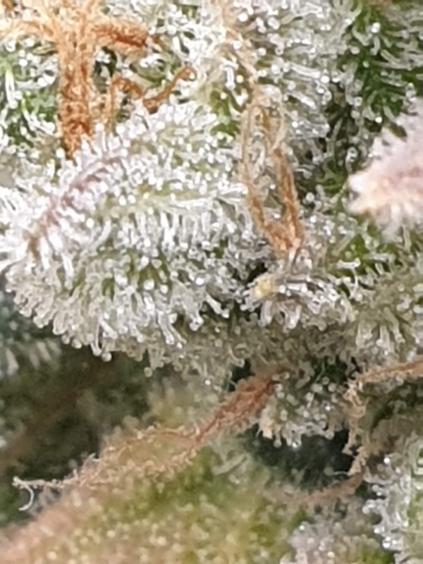 trichomes-min.jpg
