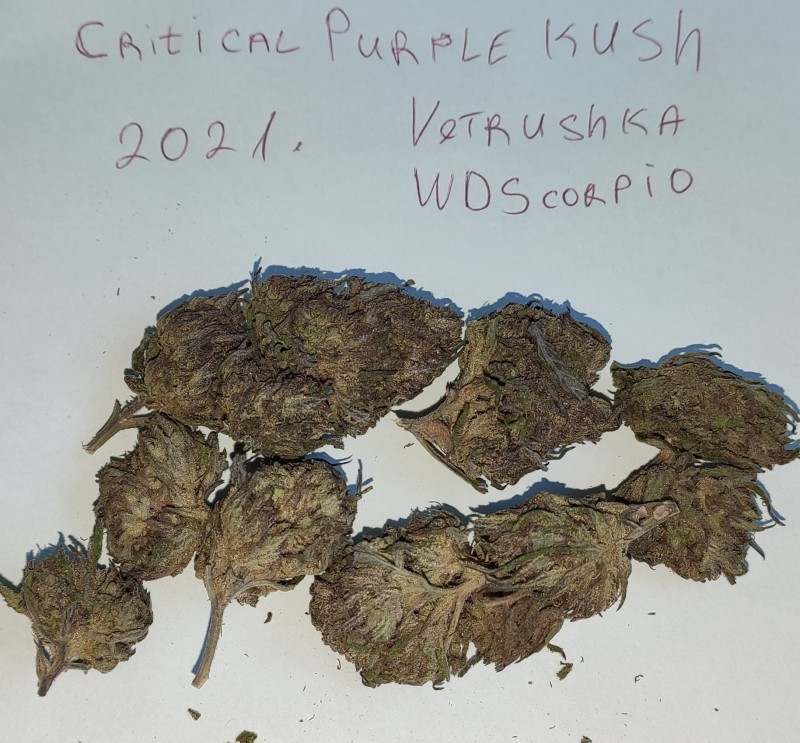 Critical Purple Kush.jpg