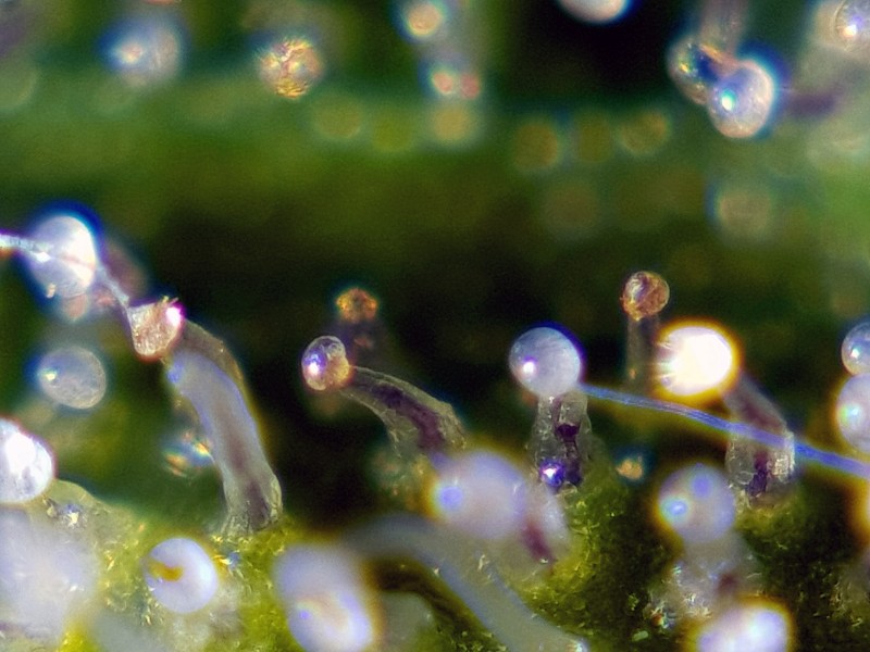 Trich.jpg