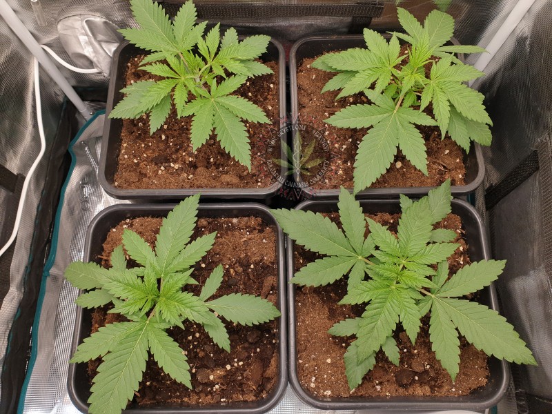 WW|BS Ден 19 / 07.02.2022.