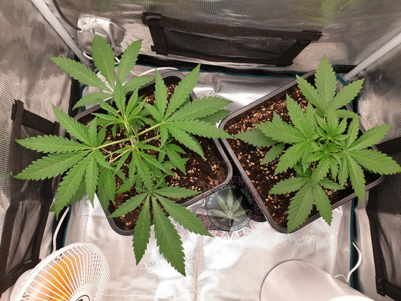 Blue Dream Ден 19 / 14.10.2021.