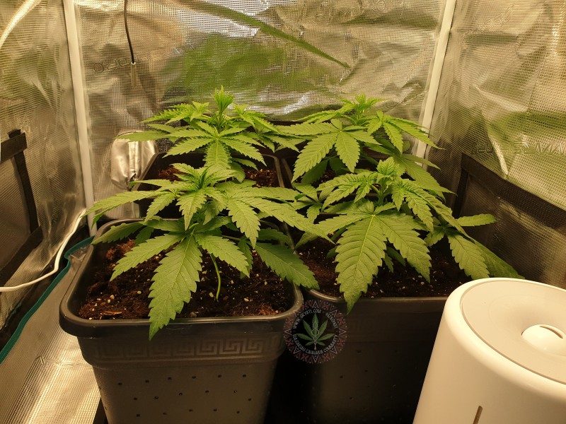 Марулите преди топирането.