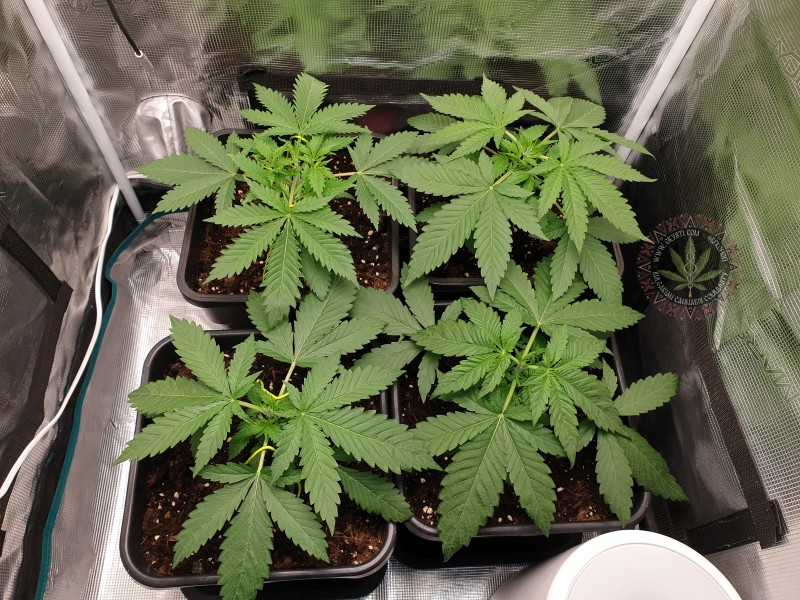 Показват новата си прическа. :D