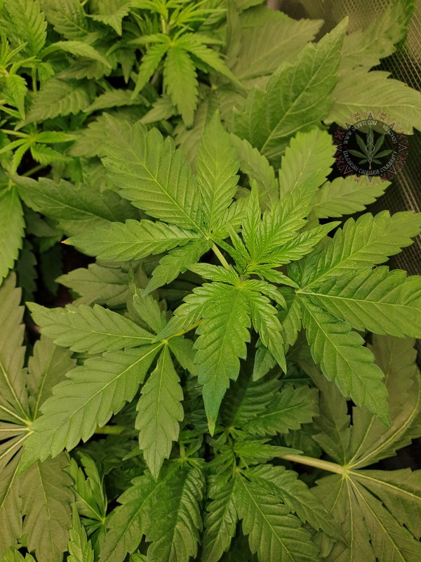 foto_no_exif (19).jpg