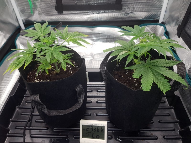 Clones.jpg