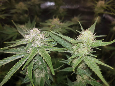 Ляво - Blueberry<br />Дясно - White Widow