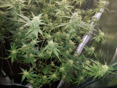White Widow