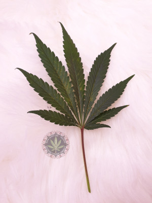 foto_no_exif (3).jpg