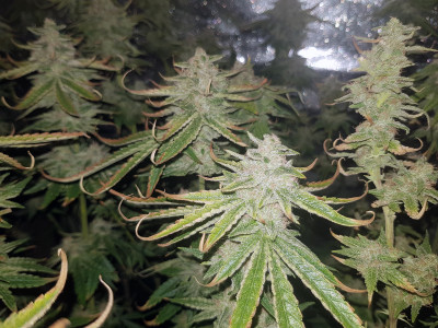 Blueberry