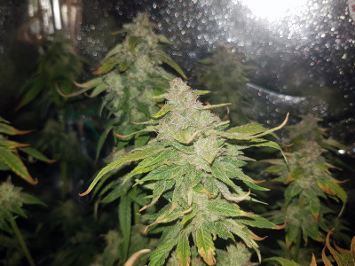 Dr. Seedsman