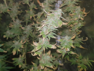 White Widow