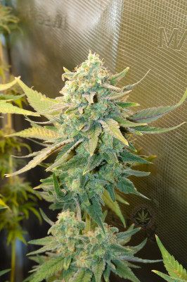 Дясното Black Sugar