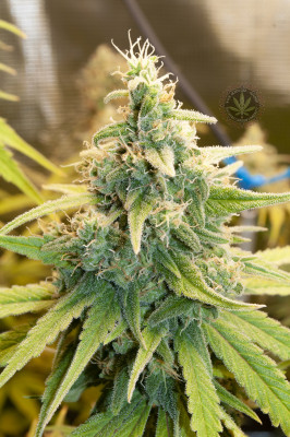 Лявото Black Sugar