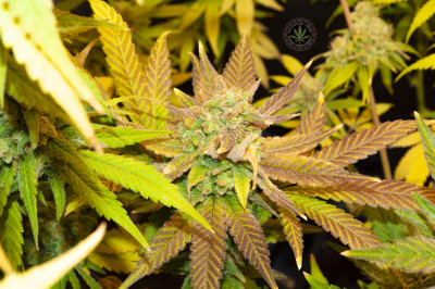 Нисък клон на дясното Black Sugar.