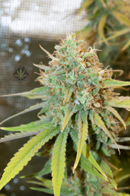 Лявото White Widow.